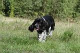 SPRINGER SPANIEL 027